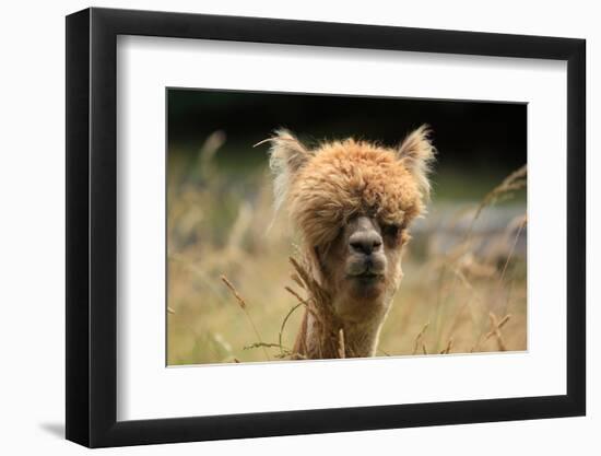 Alpaca Lama-erikgessinger-Framed Photographic Print