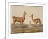 Alpaca (Left) and Vicuna (Right) Llamas, from 'Le Costume Ancien Et Moderne', Volume Ii, Plate 12,-Vittorio Raineri-Framed Giclee Print