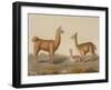 Alpaca (Left) and Vicuna (Right) Llamas, from 'Le Costume Ancien Et Moderne', Volume Ii, Plate 12,-Vittorio Raineri-Framed Giclee Print