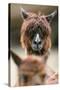 Alpaca, Llama Guanacoe F. Glama, Portrait, Series, Wildlife-Ronald Wittek-Stretched Canvas