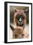 Alpaca, Llama Guanacoe F. Glama, Portrait, Series, Wildlife-Ronald Wittek-Framed Photographic Print