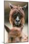 Alpaca, Llama Guanacoe F. Glama, Portrait, Series, Wildlife-Ronald Wittek-Mounted Photographic Print
