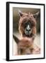 Alpaca, Llama Guanacoe F. Glama, Portrait, Series, Wildlife-Ronald Wittek-Framed Photographic Print