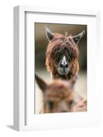 Alpaca, Llama Guanacoe F. Glama, Portrait, Series, Wildlife-Ronald Wittek-Framed Photographic Print