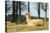 Alpaca Lying on Grass.-Freely-Stretched Canvas