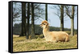 Alpaca Lying on Grass.-Freely-Framed Stretched Canvas