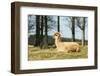Alpaca Lying on Grass.-Freely-Framed Photographic Print