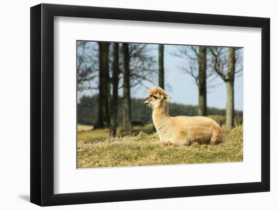 Alpaca Lying on Grass.-Freely-Framed Photographic Print