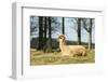 Alpaca Lying on Grass.-Freely-Framed Photographic Print