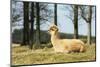 Alpaca Lying on Grass.-Freely-Mounted Photographic Print