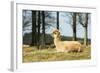 Alpaca Lying on Grass.-Freely-Framed Photographic Print