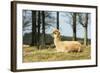 Alpaca Lying on Grass.-Freely-Framed Photographic Print