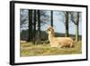 Alpaca Lying on Grass.-Freely-Framed Photographic Print