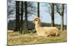 Alpaca Lying on Grass.-Freely-Mounted Photographic Print