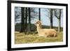 Alpaca Lying on Grass.-Freely-Framed Photographic Print