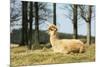 Alpaca Lying on Grass.-Freely-Mounted Photographic Print