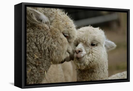Alpaca Mother and Daughter-ozflash-Framed Stretched Canvas