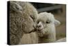 Alpaca Mother and Daughter-ozflash-Stretched Canvas