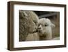 Alpaca Mother and Daughter-ozflash-Framed Photographic Print