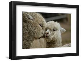 Alpaca Mother and Daughter-ozflash-Framed Photographic Print