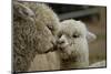 Alpaca Mother and Daughter-ozflash-Mounted Photographic Print