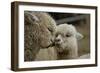 Alpaca Mother and Daughter-ozflash-Framed Photographic Print