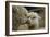 Alpaca Mother and Daughter-ozflash-Framed Photographic Print