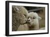 Alpaca Mother and Daughter-ozflash-Framed Photographic Print