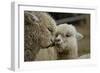 Alpaca Mother and Daughter-ozflash-Framed Photographic Print