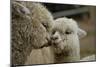 Alpaca Mother and Daughter-ozflash-Mounted Photographic Print