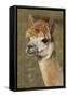 Alpaca New York USA-null-Framed Stretched Canvas