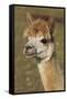 Alpaca New York USA-null-Framed Stretched Canvas