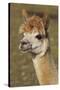 Alpaca New York USA-null-Stretched Canvas