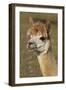 Alpaca New York USA-null-Framed Photographic Print