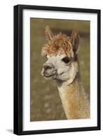 Alpaca New York USA-null-Framed Photographic Print