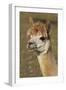 Alpaca New York USA-null-Framed Photographic Print