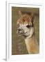 Alpaca New York USA-null-Framed Photographic Print