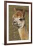 Alpaca New York USA-null-Framed Photographic Print