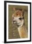 Alpaca New York USA-null-Framed Photographic Print