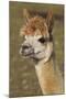 Alpaca New York USA-null-Mounted Photographic Print