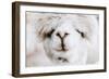 Alpaca Nose-Krista Mosakowski-Framed Art Print