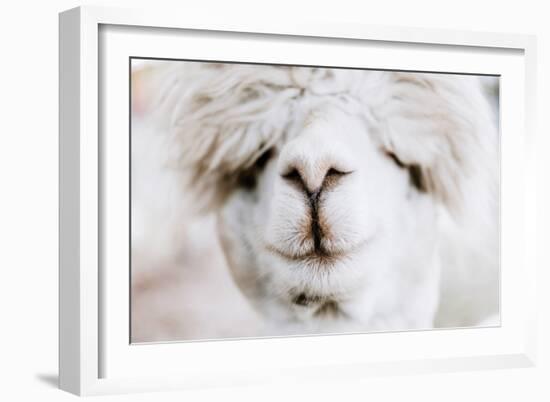 Alpaca Nose-Krista Mosakowski-Framed Art Print