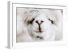 Alpaca Nose-Krista Mosakowski-Framed Art Print