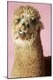 Alpaca on Pink Background, Close-Up of Head-null-Mounted Photo