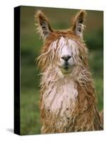 Alpaca Portrait, Altiplano, Bolivia-Pete Oxford-Stretched Canvas