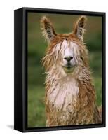 Alpaca Portrait, Altiplano, Bolivia-Pete Oxford-Framed Stretched Canvas