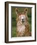 Alpaca Portrait, Altiplano, Bolivia-Pete Oxford-Framed Premium Photographic Print