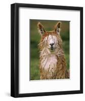 Alpaca Portrait, Altiplano, Bolivia-Pete Oxford-Framed Premium Photographic Print