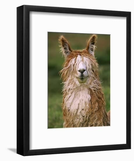 Alpaca Portrait, Altiplano, Bolivia-Pete Oxford-Framed Premium Photographic Print