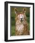 Alpaca Portrait, Altiplano, Bolivia-Pete Oxford-Framed Premium Photographic Print